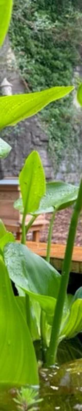 New Pond
